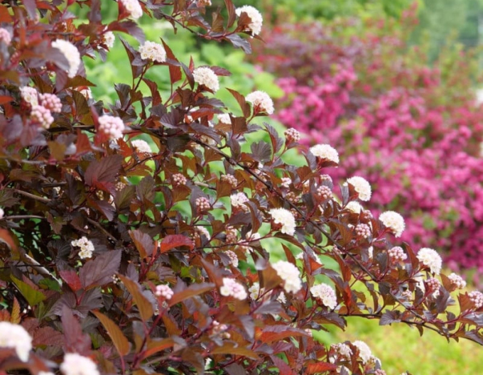 Physocarpus  Red Baron