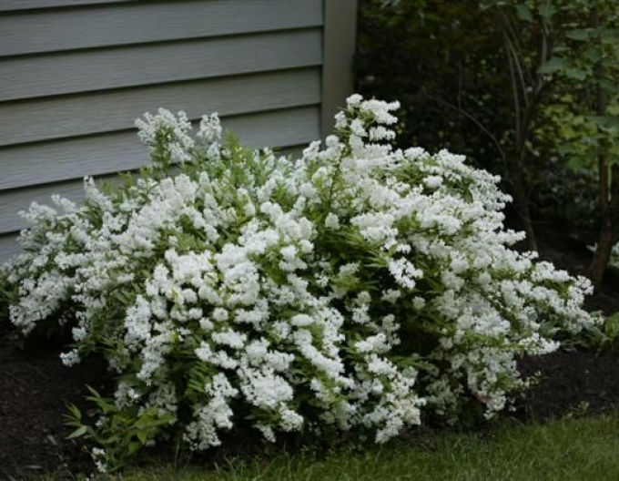 Deutzia pitică albă ´Nikko´