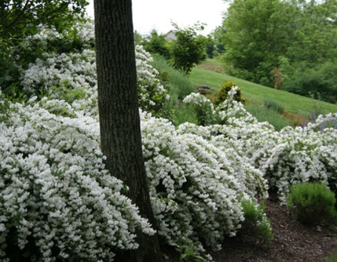 Deutzia pitică albă ´Nikko´