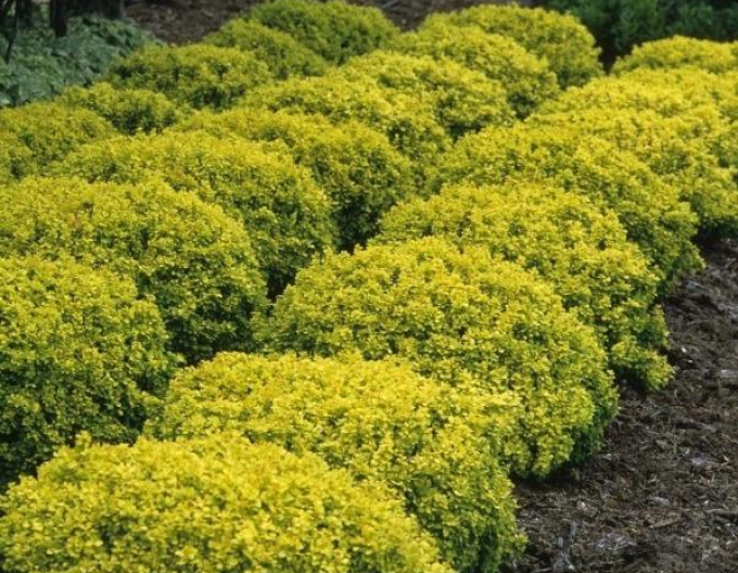 Berberis thunbergii "Tiny Gold"