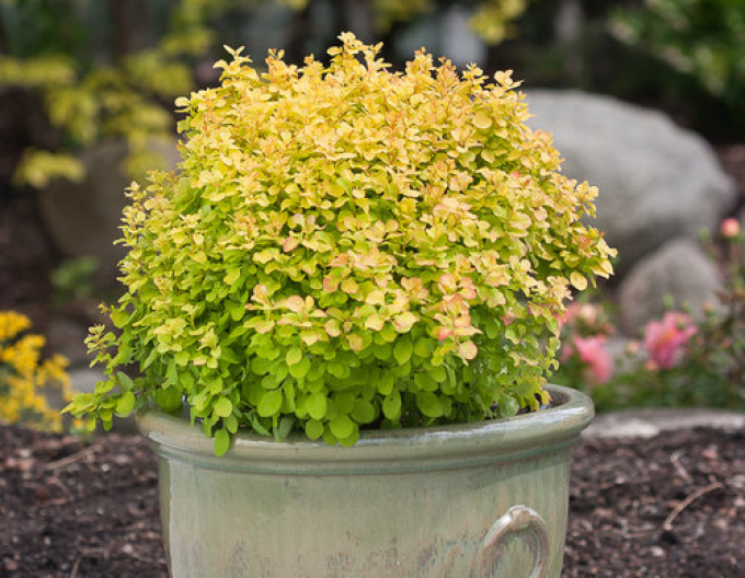 Berberis thunbergii "Tiny Gold"