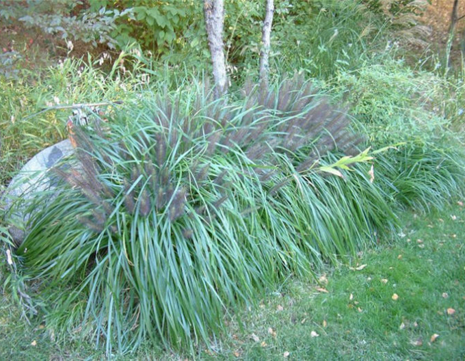 Pennisetum alopecuroides (iarbă-fântână) "Moudry" 1,5L