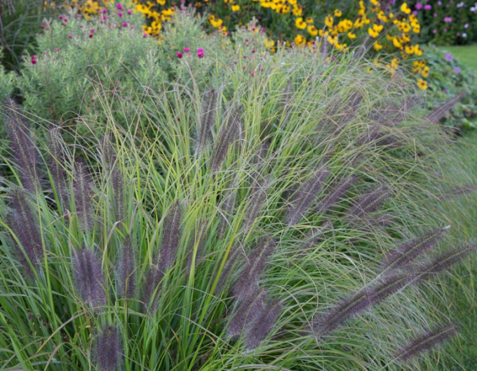 Pennisetum alopecuroides (iarbă-fântână) "Moudry" 1,5L