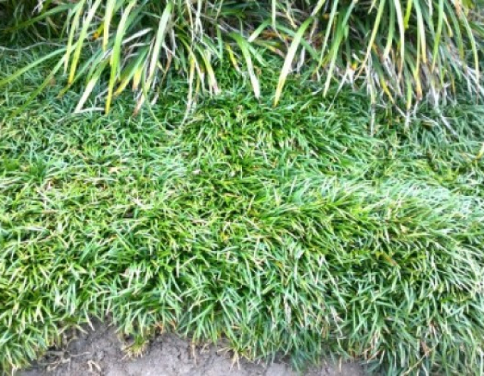 Ophiopogon ´Minor´