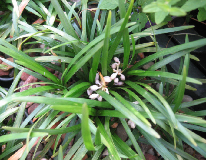 Ophiopogon ´Minor´