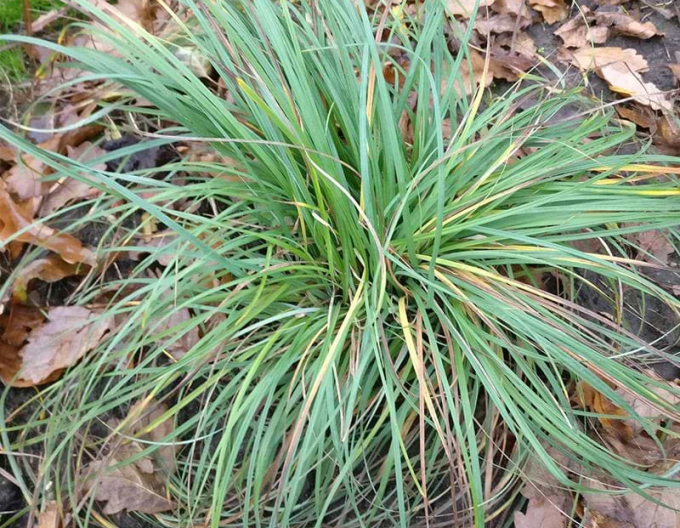 Carex Blue Zinger 1,5L