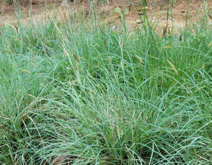 Carex Blue Zinger 1,5L