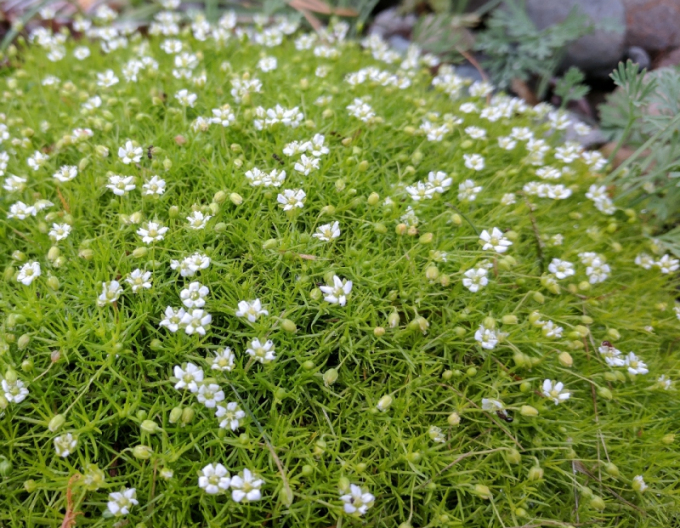 Mușchi scoțian ´Supreme´