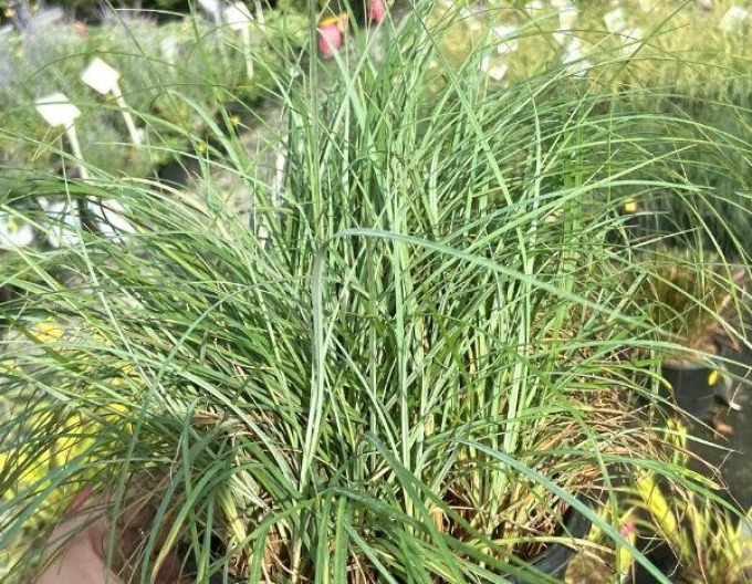 Carex Blue Zinger 1,5L