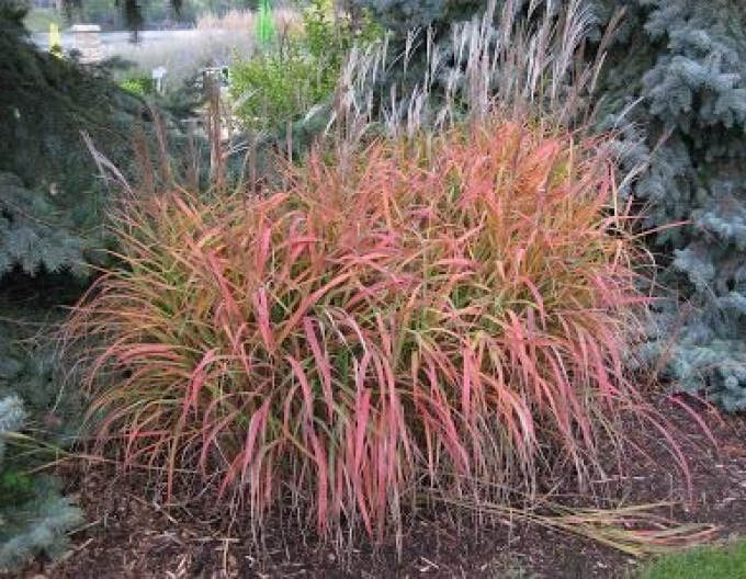 Miscanthus sinensis ´Navajo´