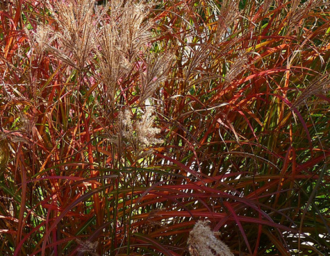 Miscanthus sinensis ´Navajo´