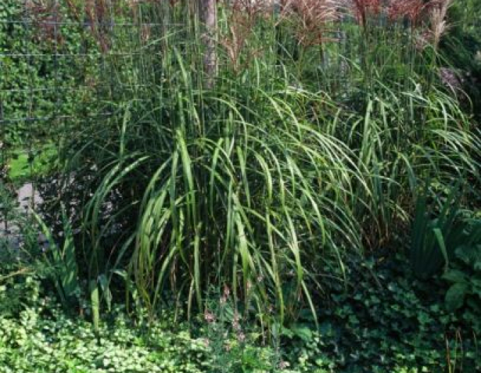 Miscanthus sinensis Ferner Osten