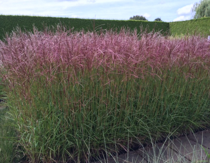 Miscanthus sinensis Ferner Osten