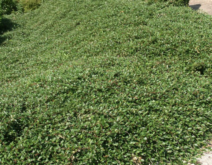 Cotoneaster Dammeri Major