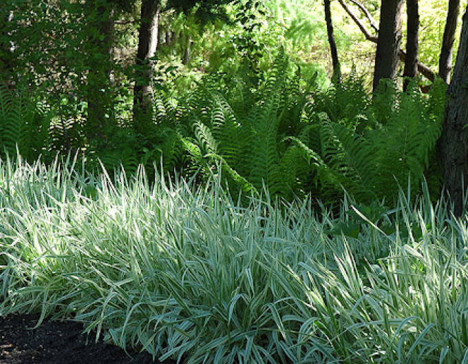 Phalaris arundinacea Picta