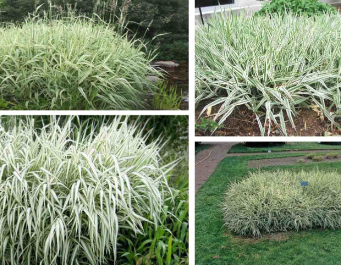 Phalaris arundinacea Picta