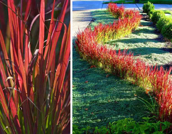 Imperata cylindrica ´Red Baron´ 1l