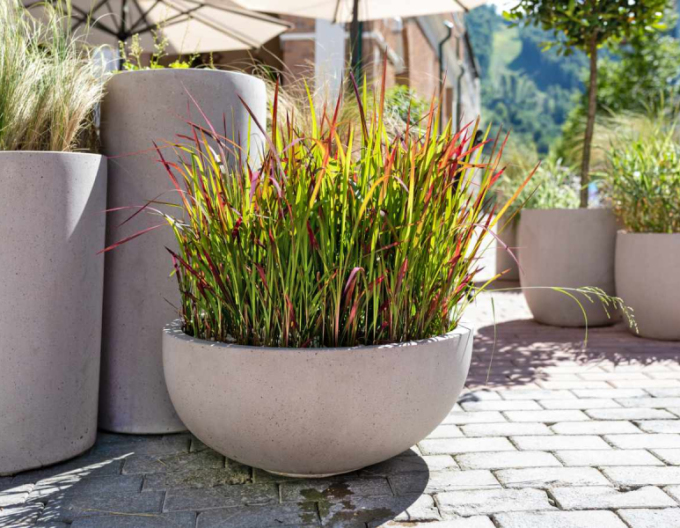 Imperata cylindrica ´Red Baron´ 1l