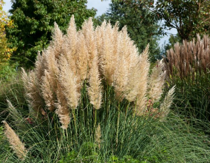 Iarbă de pampas - Cortaderia ´Evita´