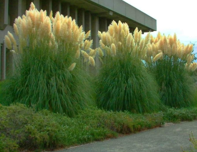 Iarbă de pampas - Cortaderia ´Evita´