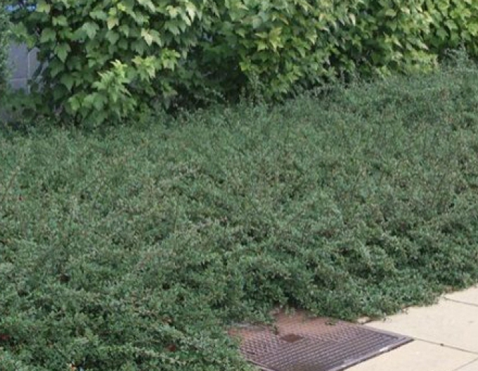 Cotoneaster Eichholz 9x9