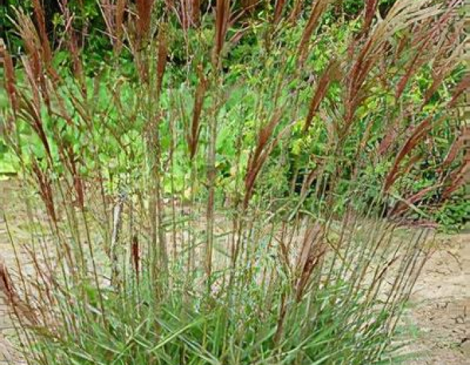 Miscanthus sinensis Serengeti