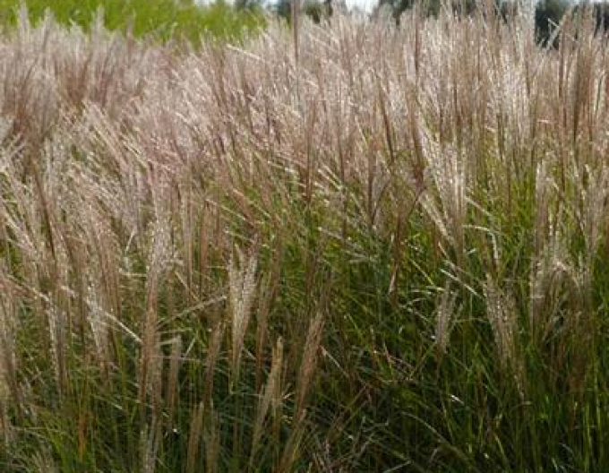 Miscanthus sinensis Serengeti