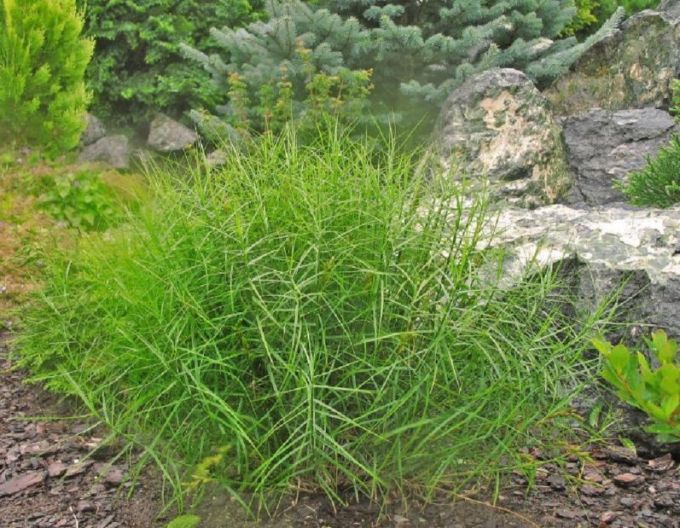 Carex ´Little Midge´