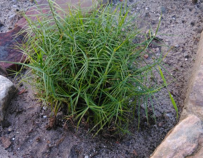 Carex ´Little Midge´