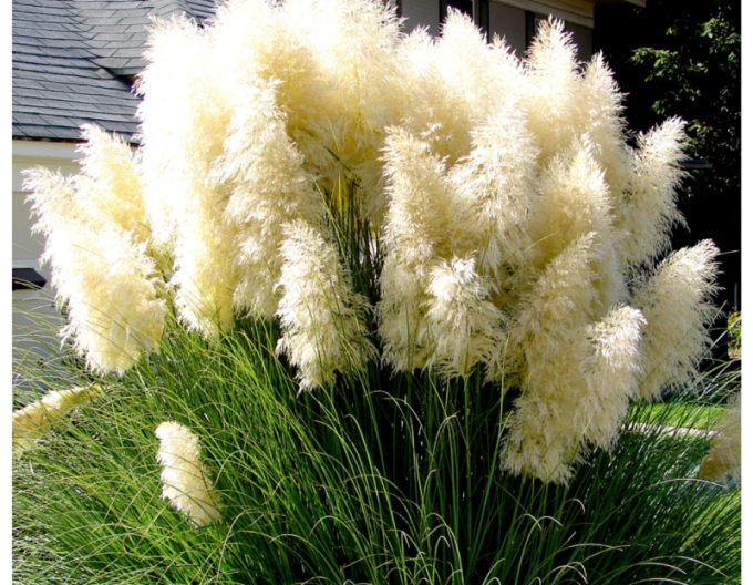 Iarbă de pampas ´Pana albă´