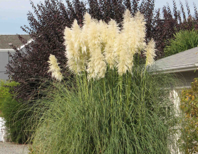 Iarbă de pampas ´Pana albă´