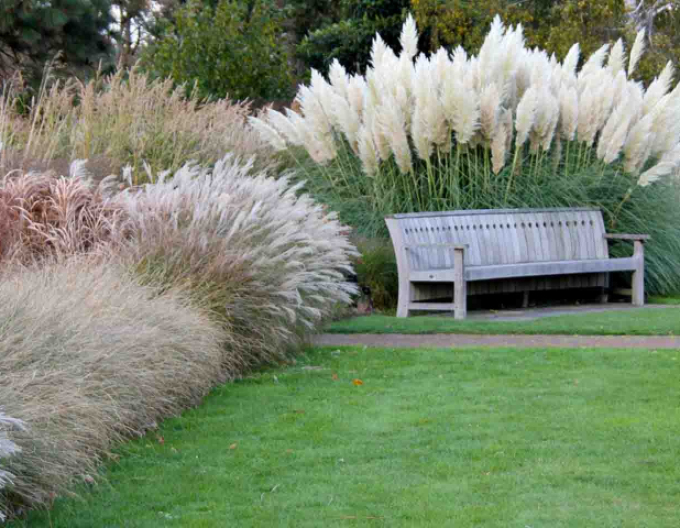 Iarbă de pampas ´Pana albă´