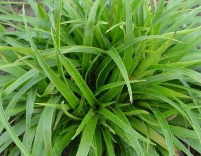 Luzula sylvatica ´Starmaker´