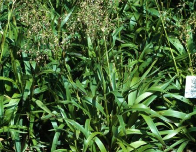 Luzula sylvatica ´Starmaker´