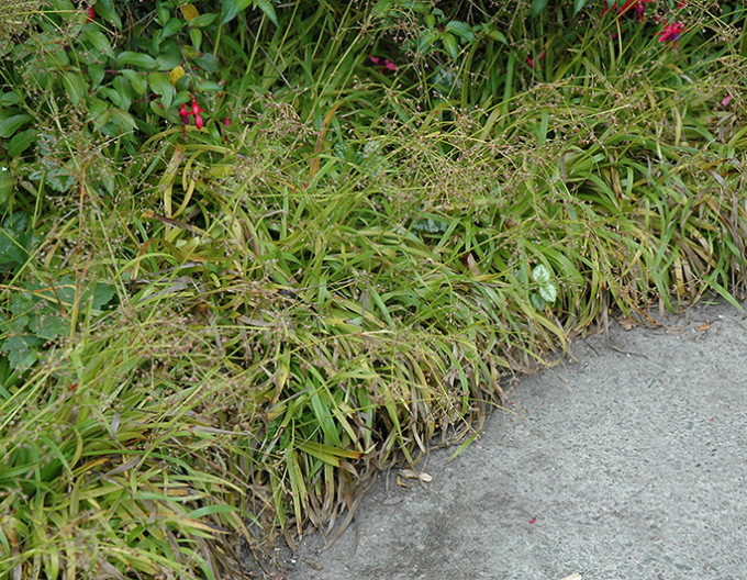 Luzula sylvatica ´Starmaker´