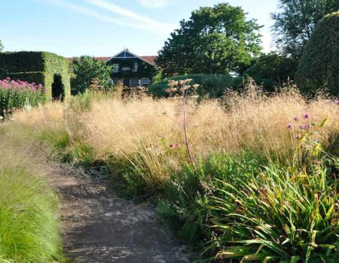 Deschampsia ´Goldtau´ 2l