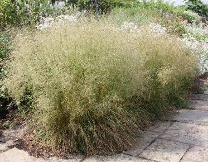 Deschampsia ´Goldtau´ 2l