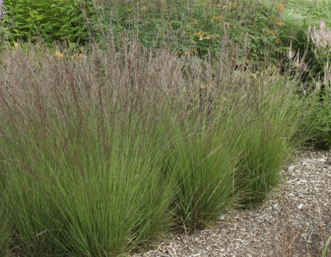 Molinia  "Edith Dudszus"