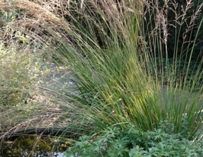 Molinia  "Edith Dudszus"