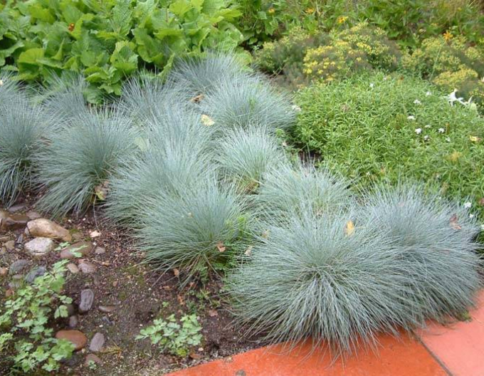 Festuca  "Elijah Blue"