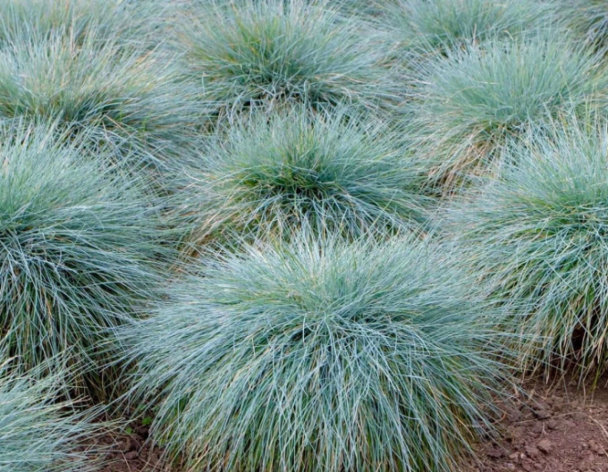 Festuca  "Elijah Blue"