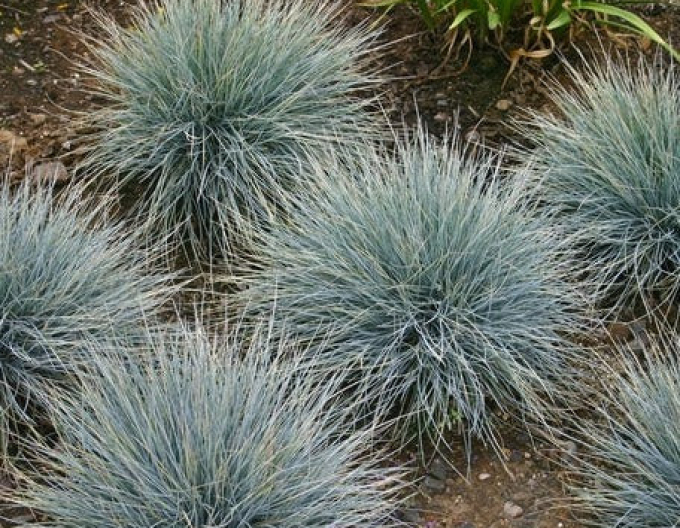 Festuca  "Elijah Blue"