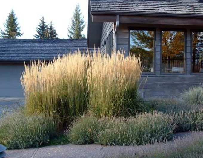 Calamagrostis ´Karl Foerster´ 1,5l