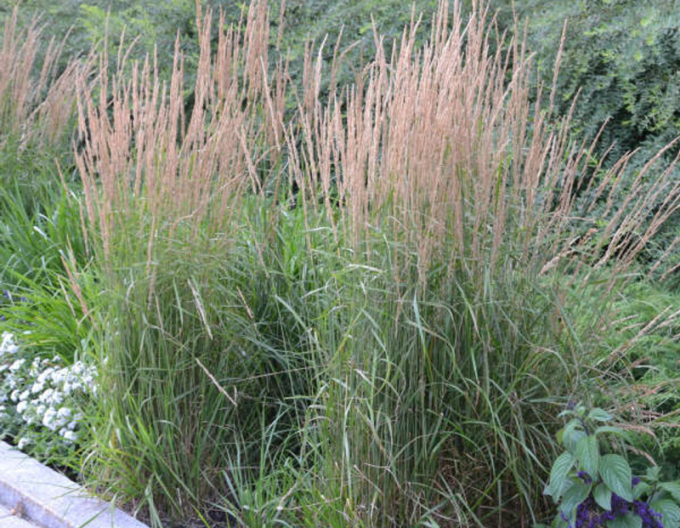 Calamagrostis ´Karl Foerster´ 1,5l