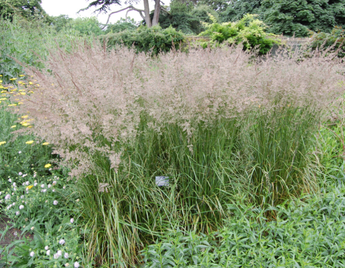 Calamagrostis ´Karl Foerster´ 1,5l