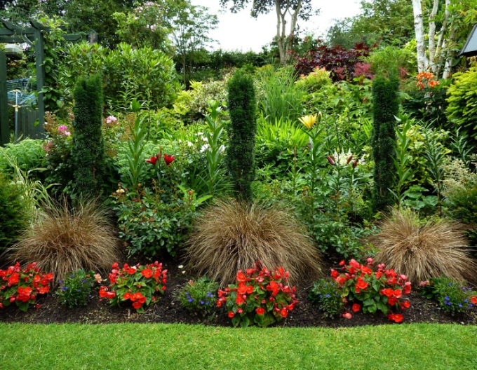 Carex buchananii  Red Rooster