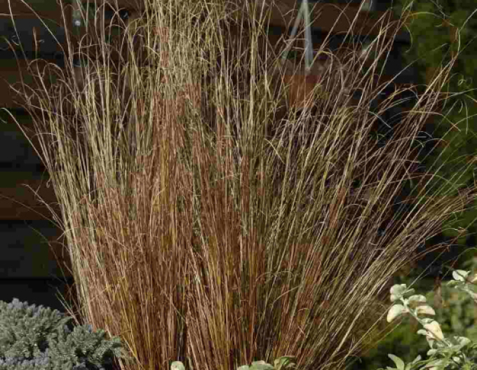 Carex buchananii  Red Rooster