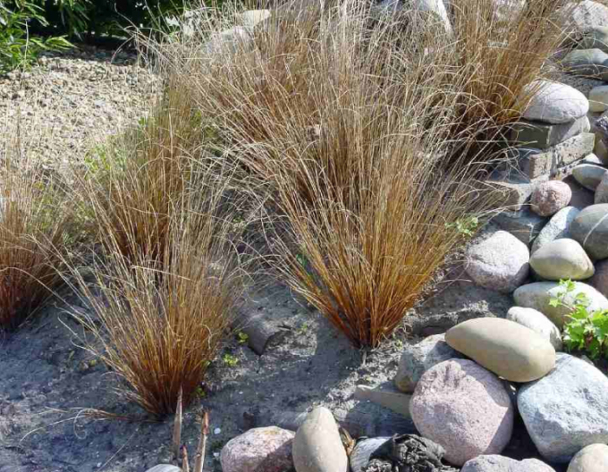 Carex buchananii  Red Rooster