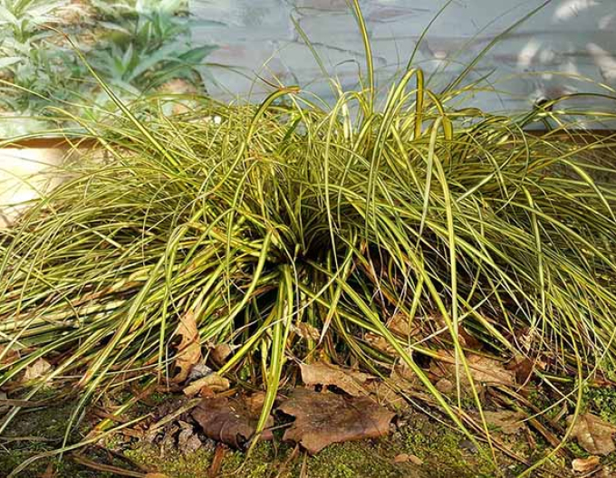 Carex ´Evergold´