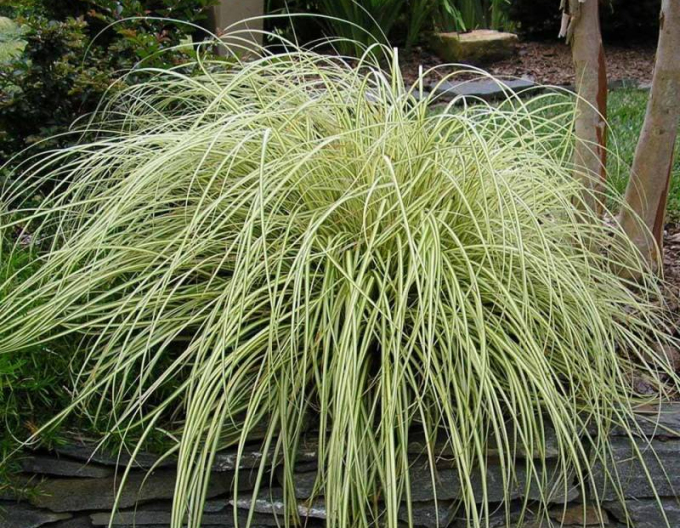 Carex ´Evergold´